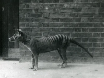 Thylacine Tasmanian Wolf at London Zoo